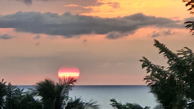 a picture of flowers