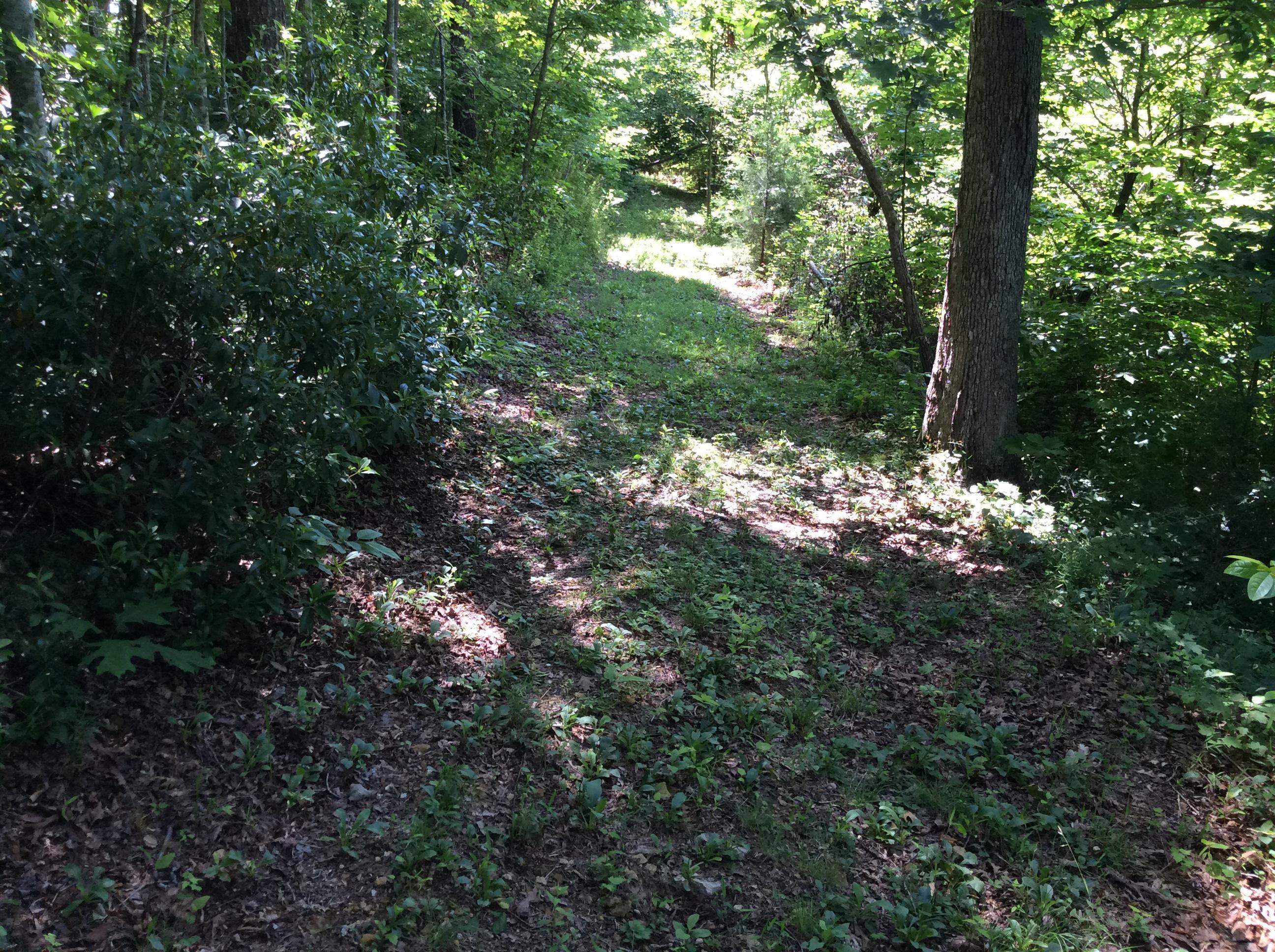 268 Warren Road Science Hill, KY 42553 - Photo 11 of 26 Trail 2