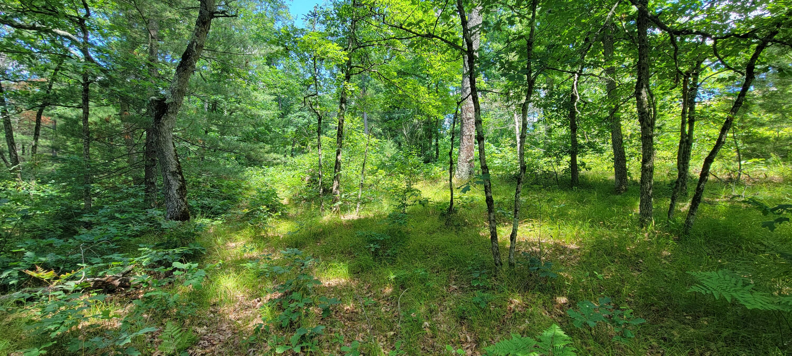 4735 South Astor Road Baldwin, MI 49304 - Photo 25 of 33 20250718_135022