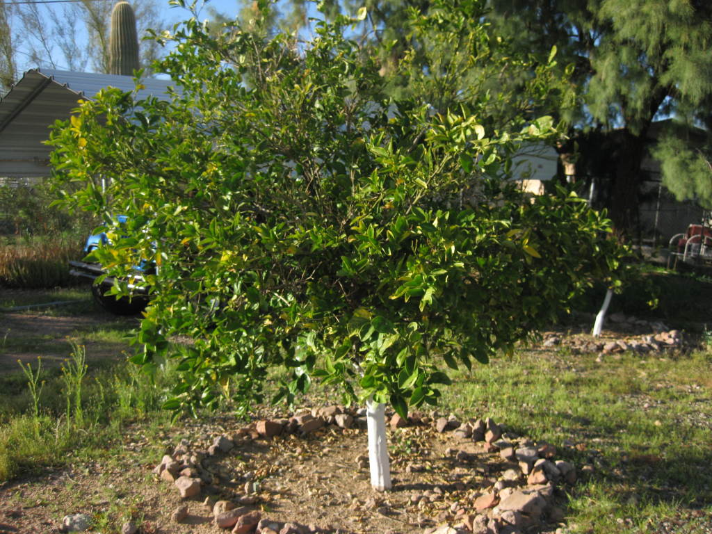 275 North Acacia Road Apache Junction, AZ 85119 - Photo 27 of 28 Citrus Trees
