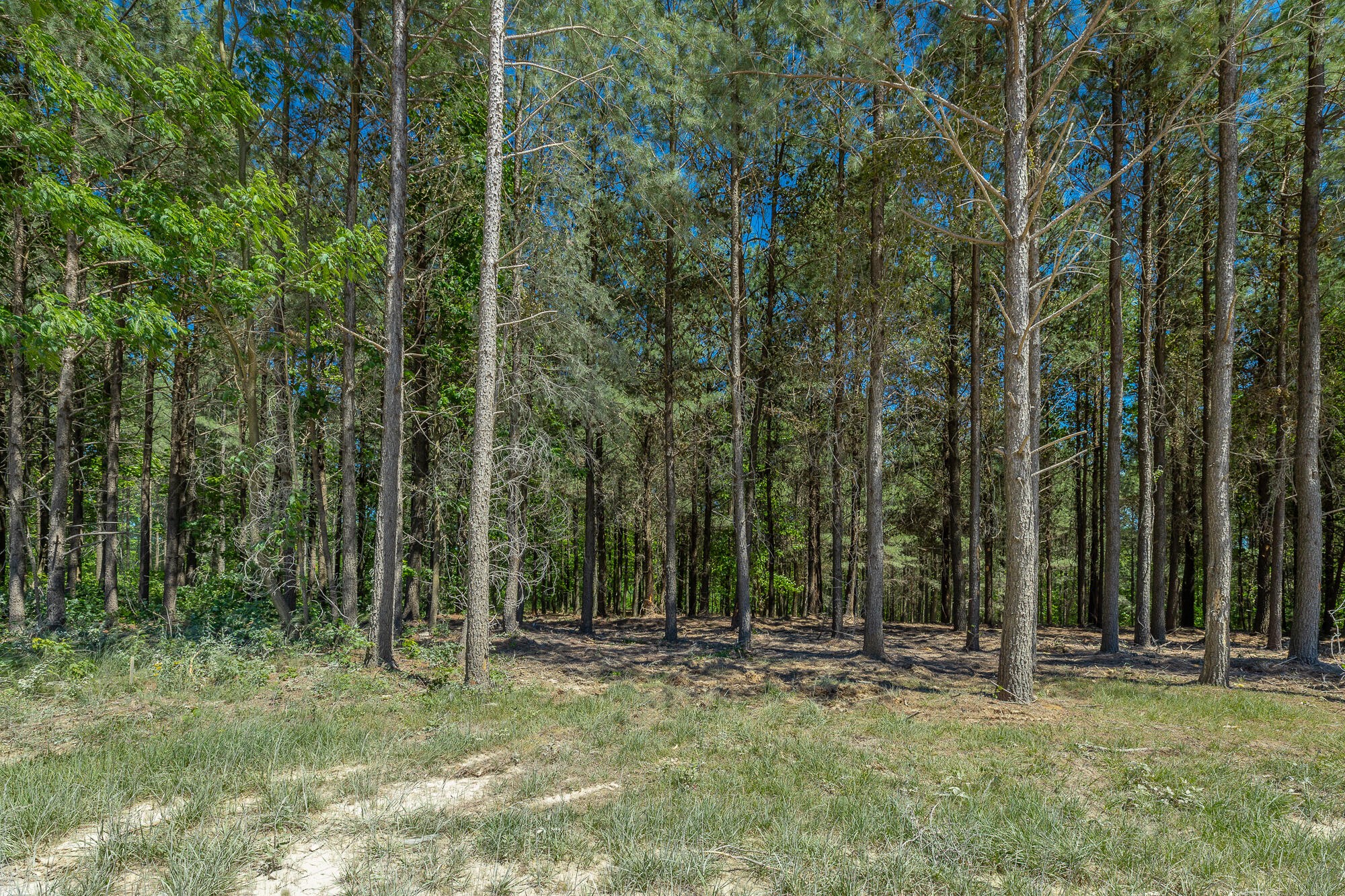 0 Split Rail Way Whiteside, TN 37396 - Photo 18 of 100 Gallery Image 18