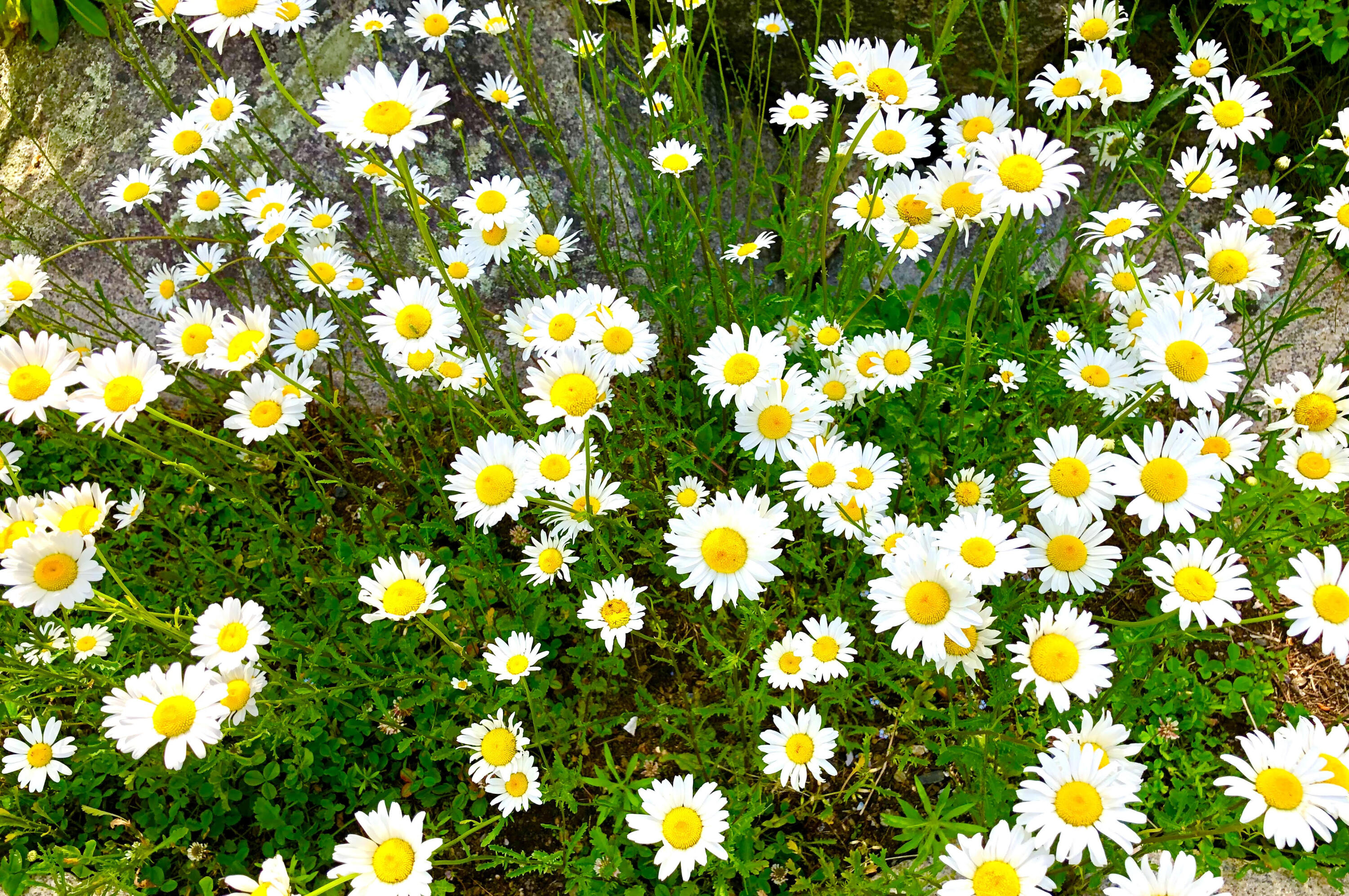 101 Hall Quarry Road Mount Desert, ME 04660 - Photo 48 of 58 Sweet daisies