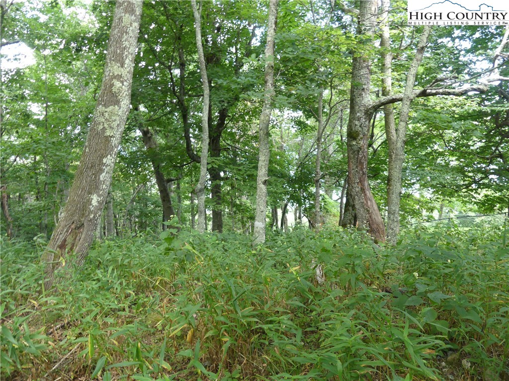 Lot D Fire Tower Road Boone, NC 28607 - Photo 11 of 15 Gallery Image 11