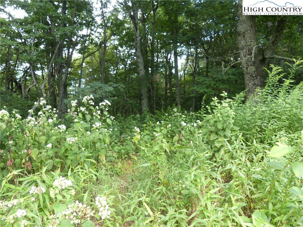 Lot D Fire Tower Road Boone, NC 28607 - Photo 14 of 15 Gallery Image 14