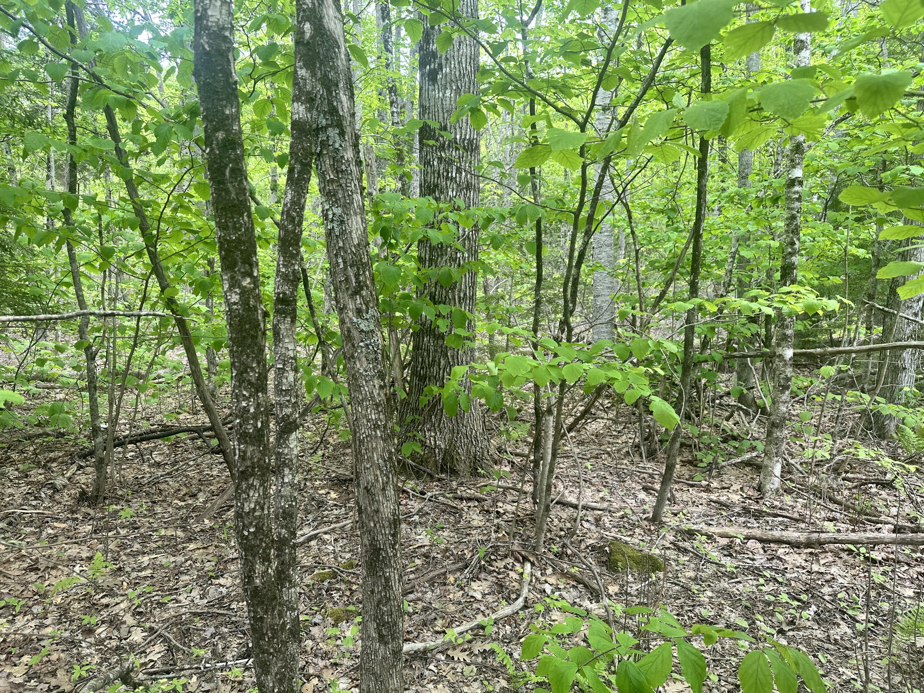 Lot #15 Greenacre Road Lincolnville, ME 04849 - Photo 6 of 16 IMG_3892