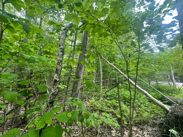 $295,000 | Lot #15 Greenacre Road, Lincolnville, ME 04849