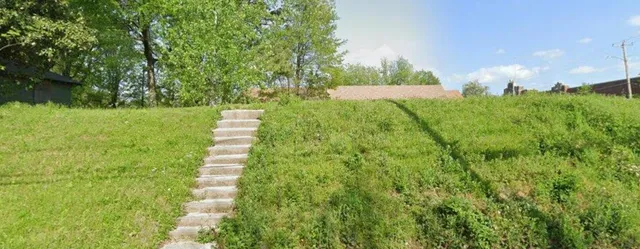 a view of a yard with plants and large trees