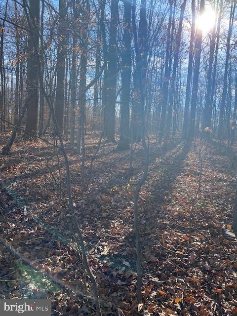 12609 Braddock Road Fairfax, VA 22030 - Photo 4 of 12 a view of a yard with lots of trees
