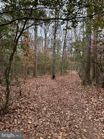 a view of a tree in a forest