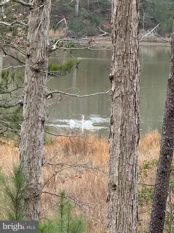 a backyard of a house with lots of trees