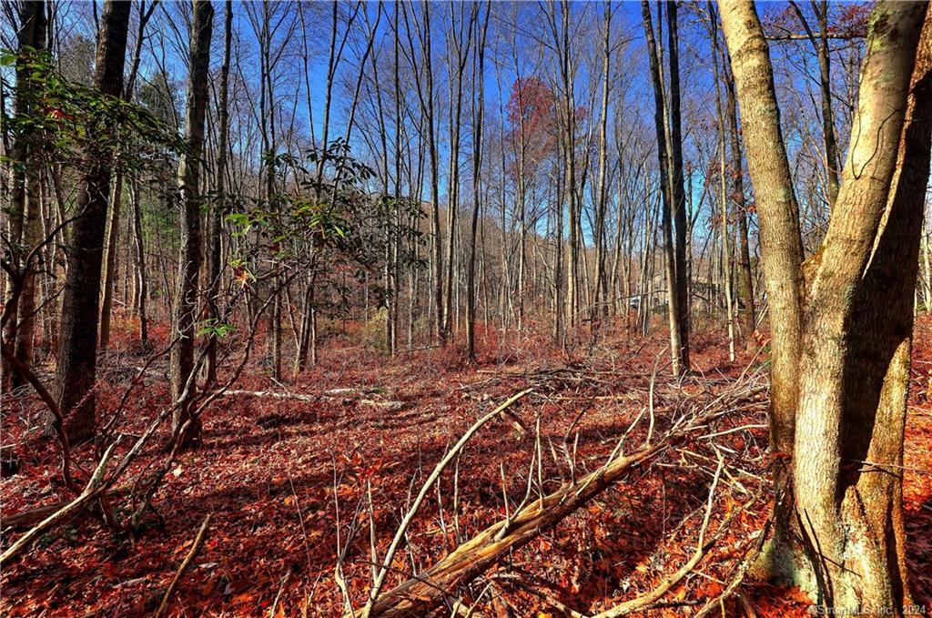 81 Oneil Road Oxford, CT 06478 - Photo 11 of 17 a view of a backyard with plants and trees