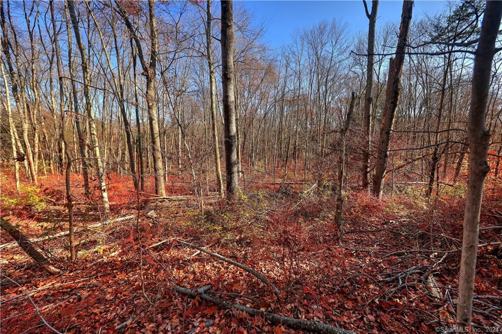 81 Oneil Road Oxford, CT 06478 - Photo 5 of 17 a view of backyard with tree