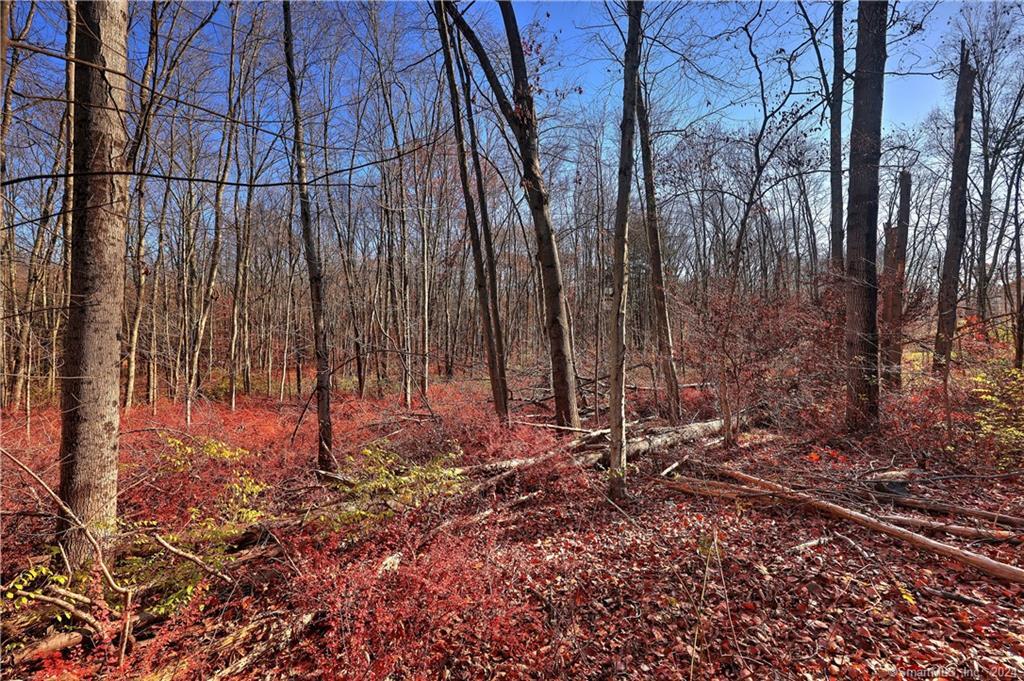 81 Oneil Road Oxford, CT 06478 - Photo 6 of 17 a backyard of a house with lots of green space