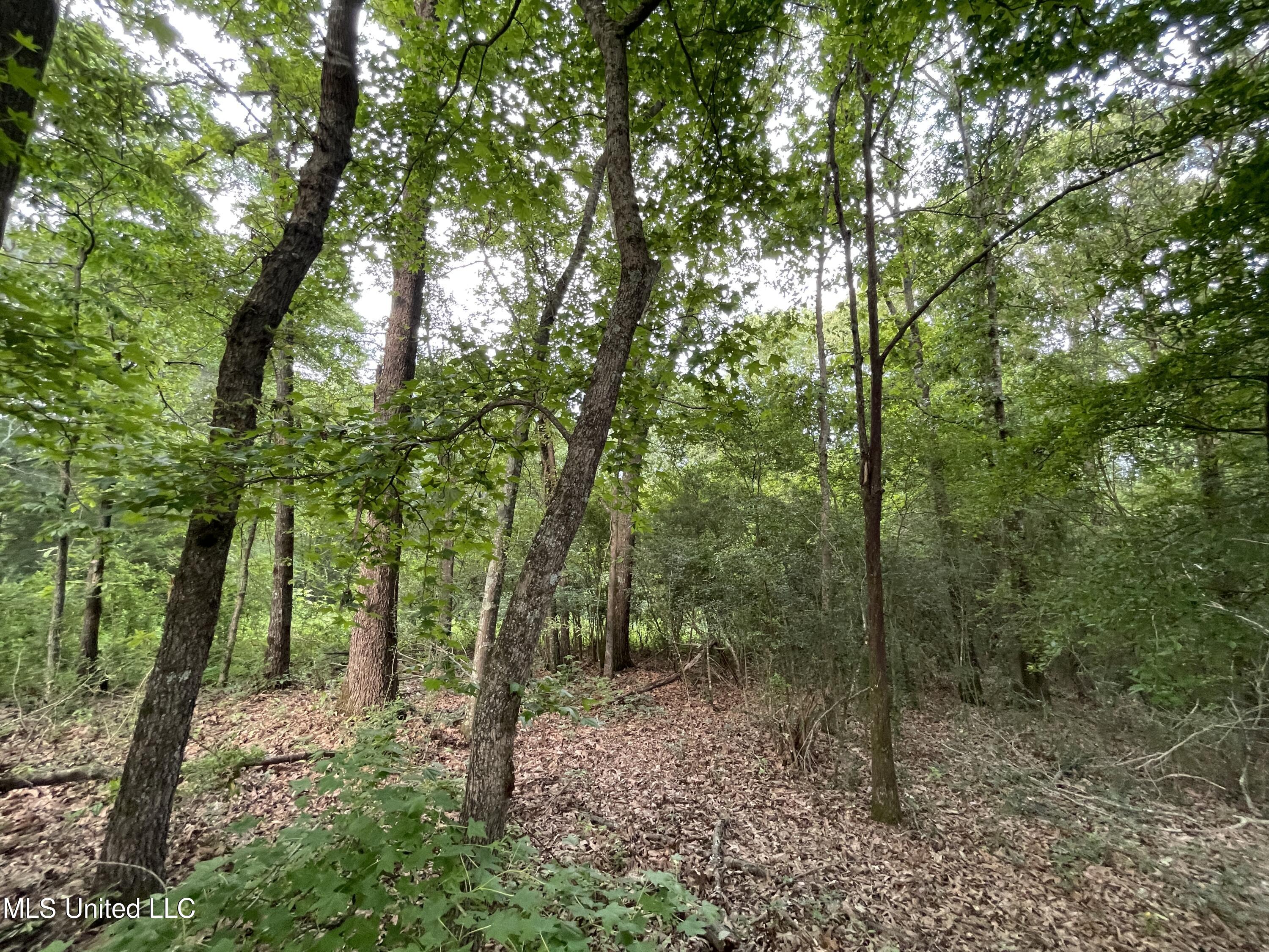 4780 County Line Road Carthage, MS 39051 - Photo 74 of 97 IMG_6170