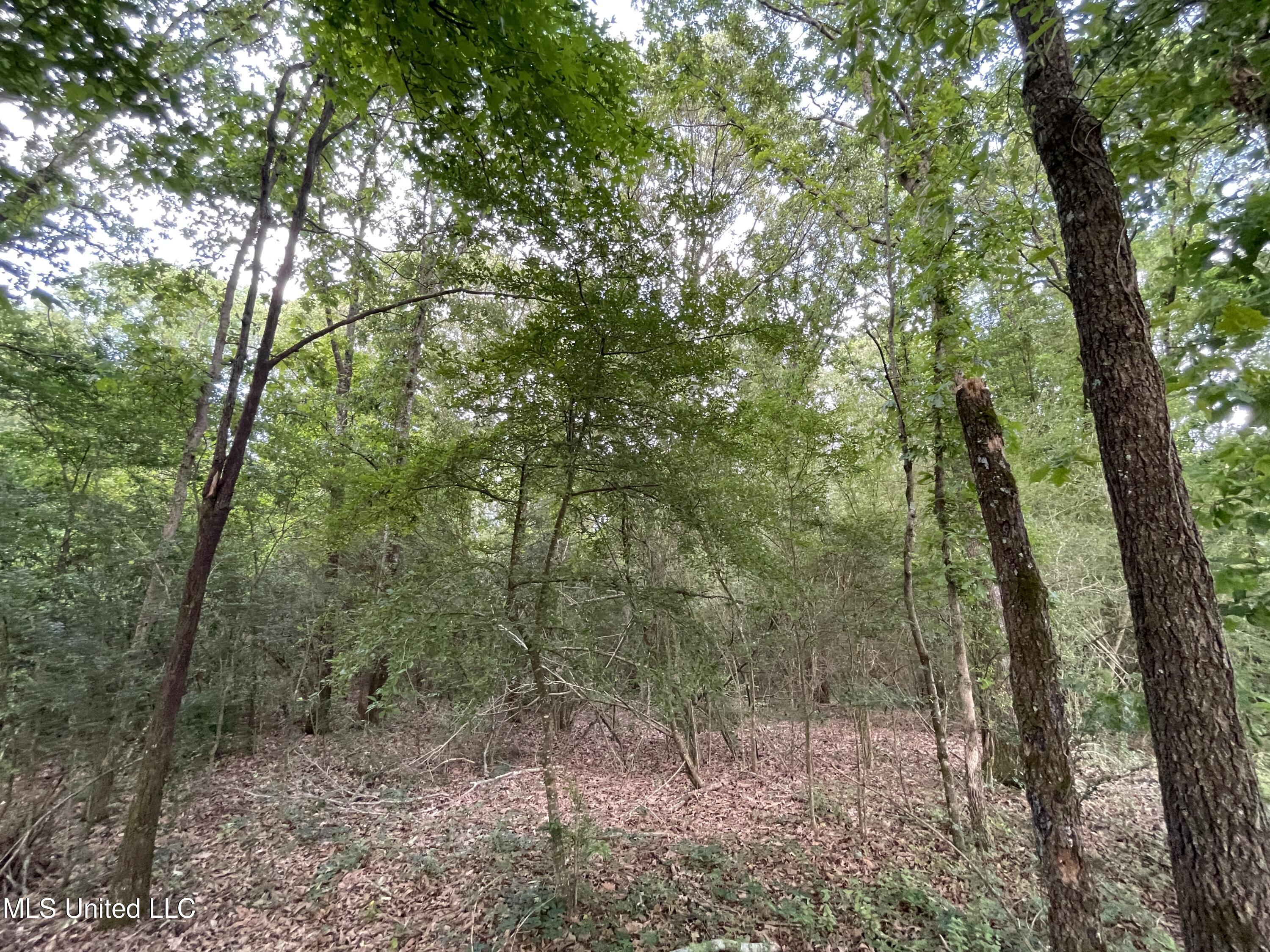 4780 County Line Road Carthage, MS 39051 - Photo 75 of 97 IMG_6169