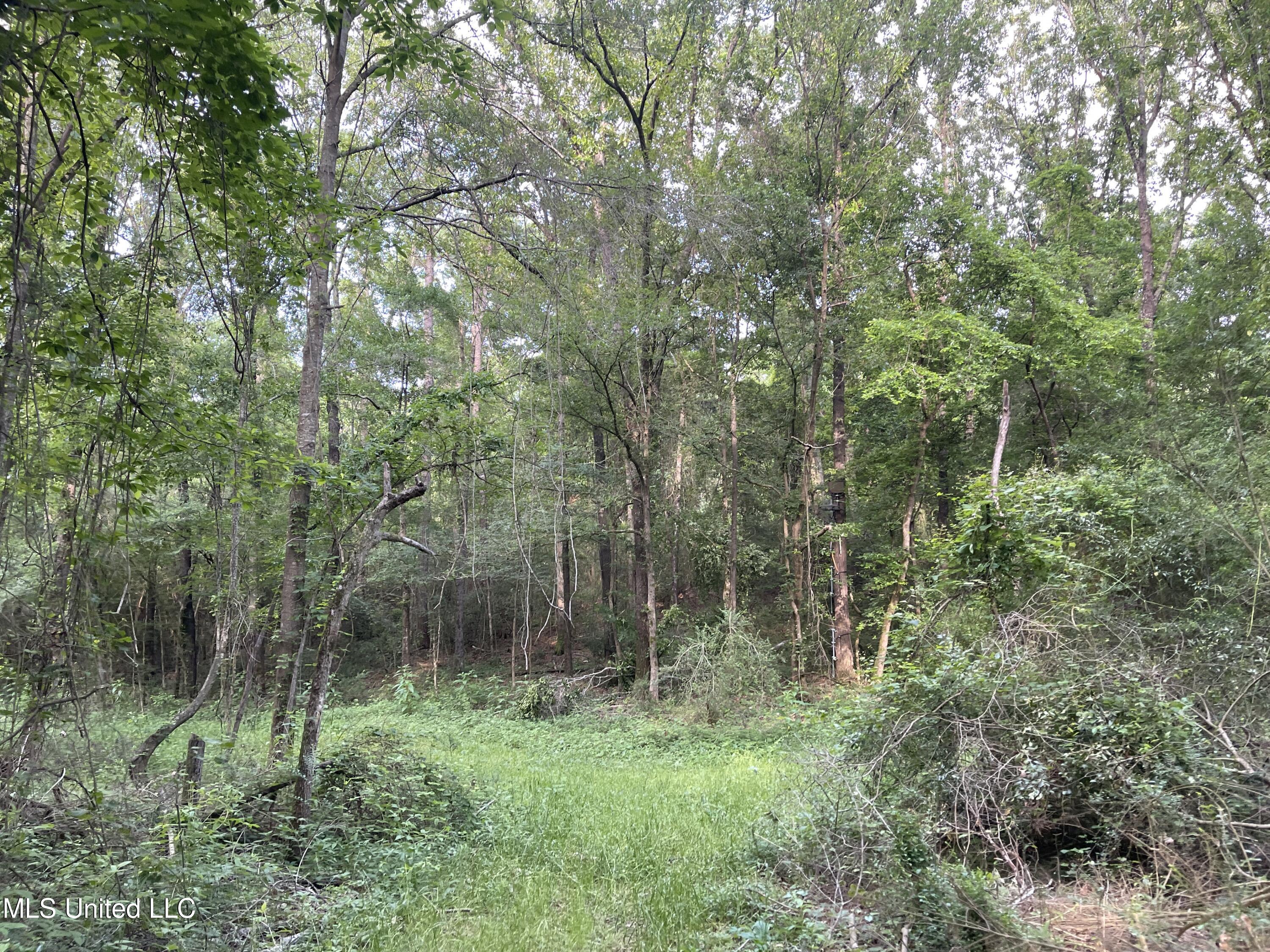 4780 County Line Road Carthage, MS 39051 - Photo 77 of 97 IMG_6176