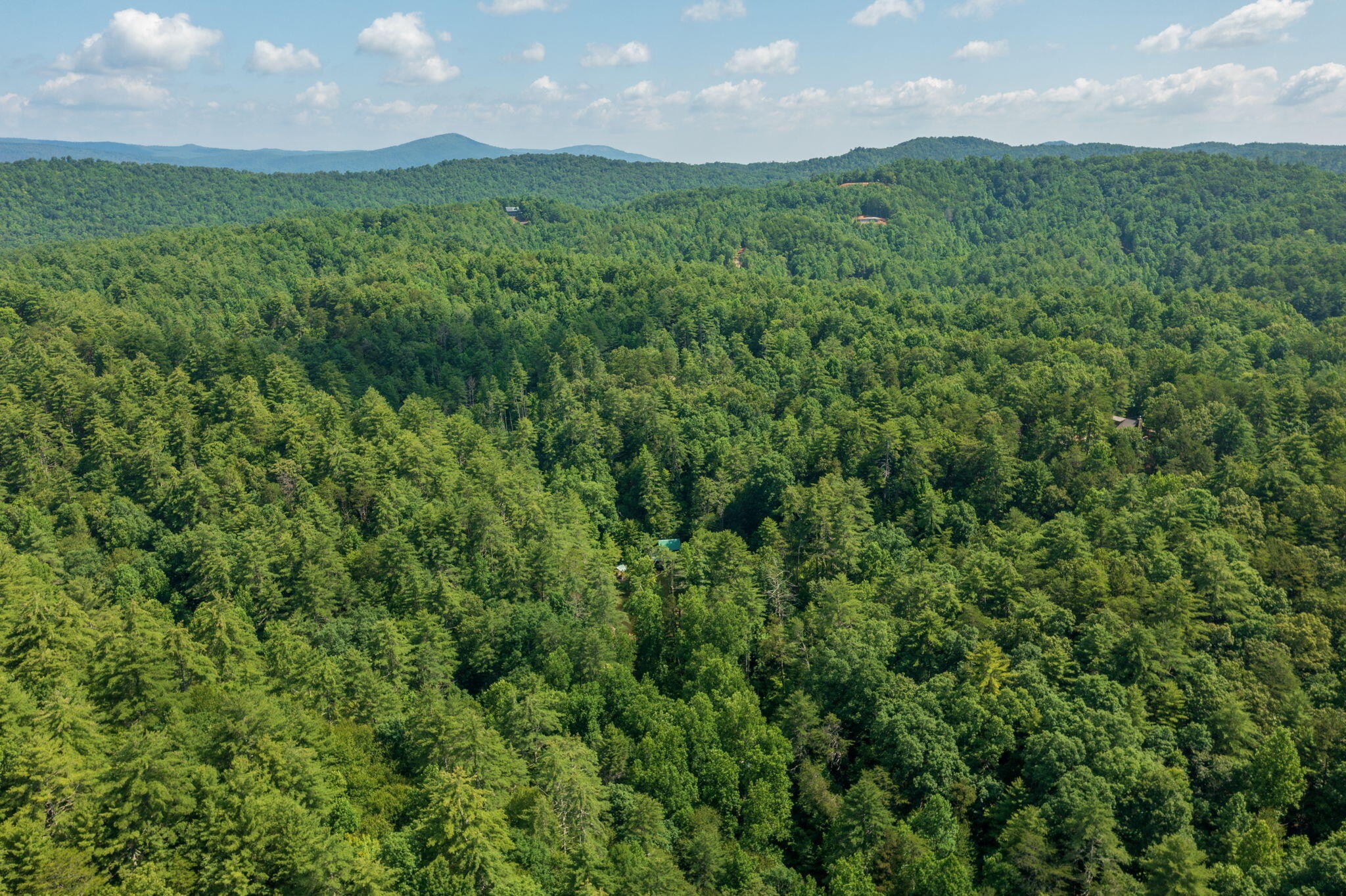230 Big Towee Road Reliance, TN 37369 - Photo 24 of 69 a view of a lush green forest with lots of trees