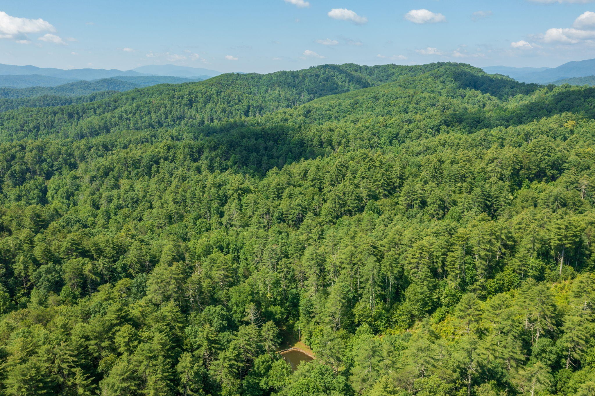 230 Big Towee Road Reliance, TN 37369 - Photo 36 of 69 a view of a lush green forest with lots of trees