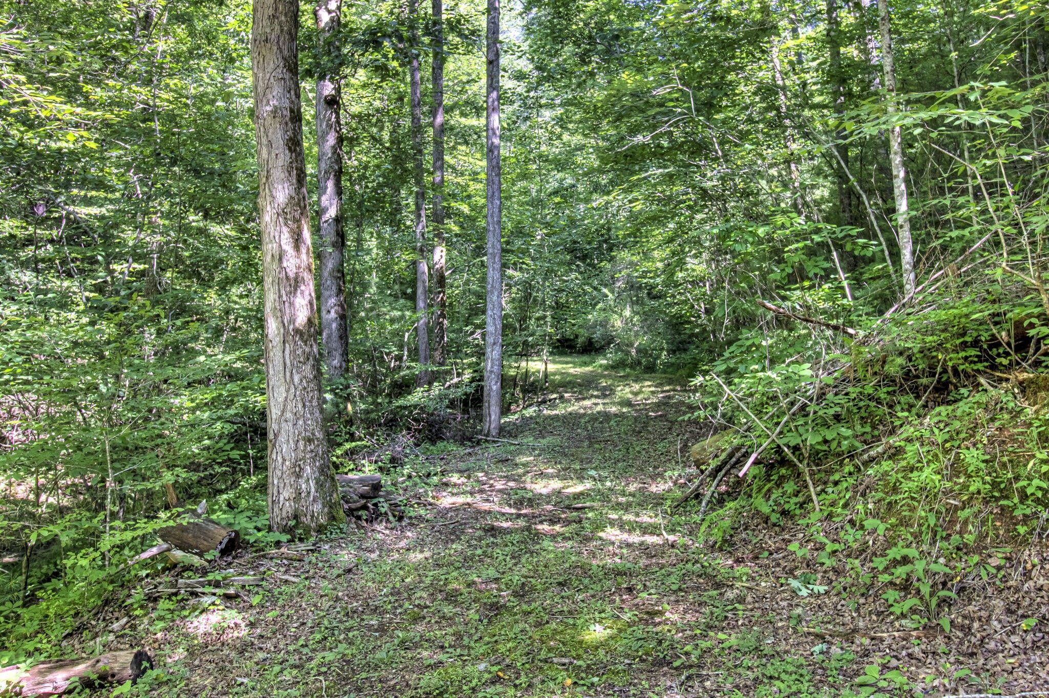 230 Big Towee Road Reliance, TN 37369 - Photo 63 of 69 a view of a forest with trees in the background