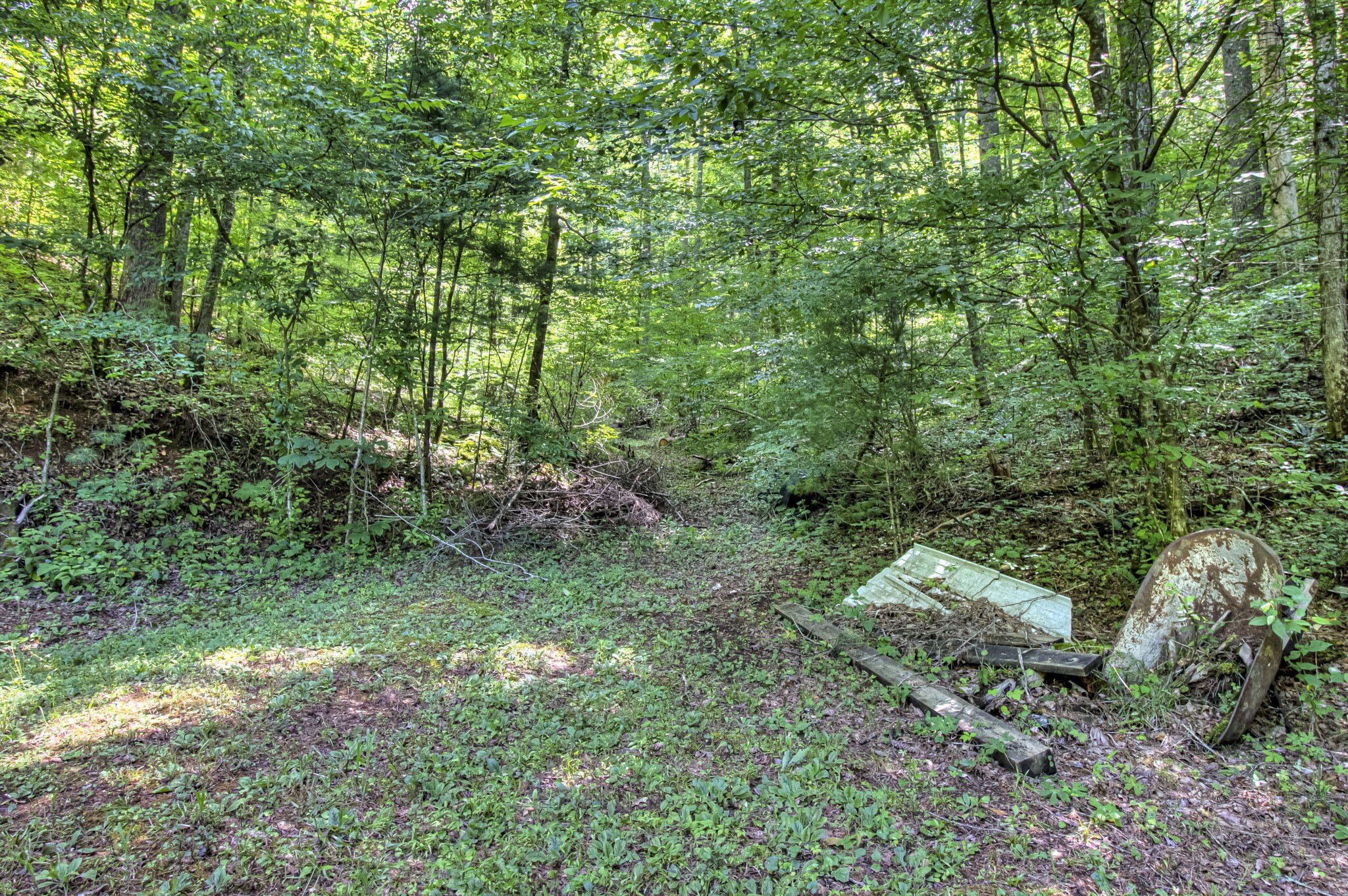 230 Big Towee Road Reliance, TN 37369 - Photo 68 of 69 a big yard with lots of green space and deers