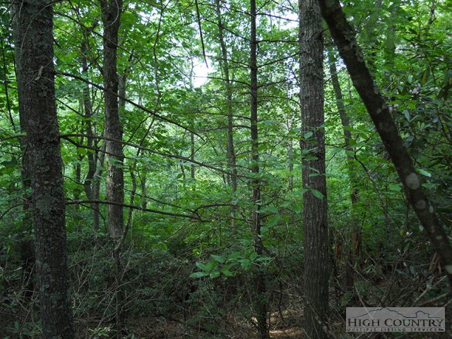 Grouse Ridge Boone, NC 28607 - Photo 6 of 15 Gallery Image 6