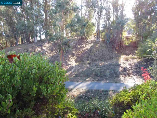 a view of a yard with plants and trees