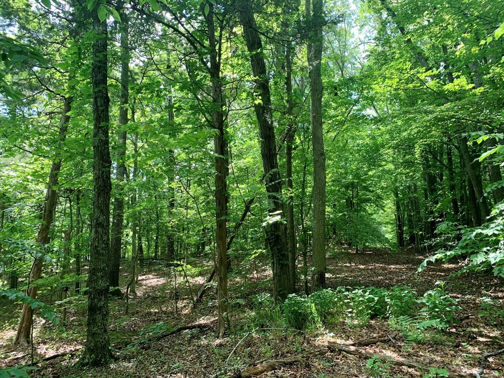 0 Red Cloud Trail Spring City, TN 37381 - Photo 40 of 49