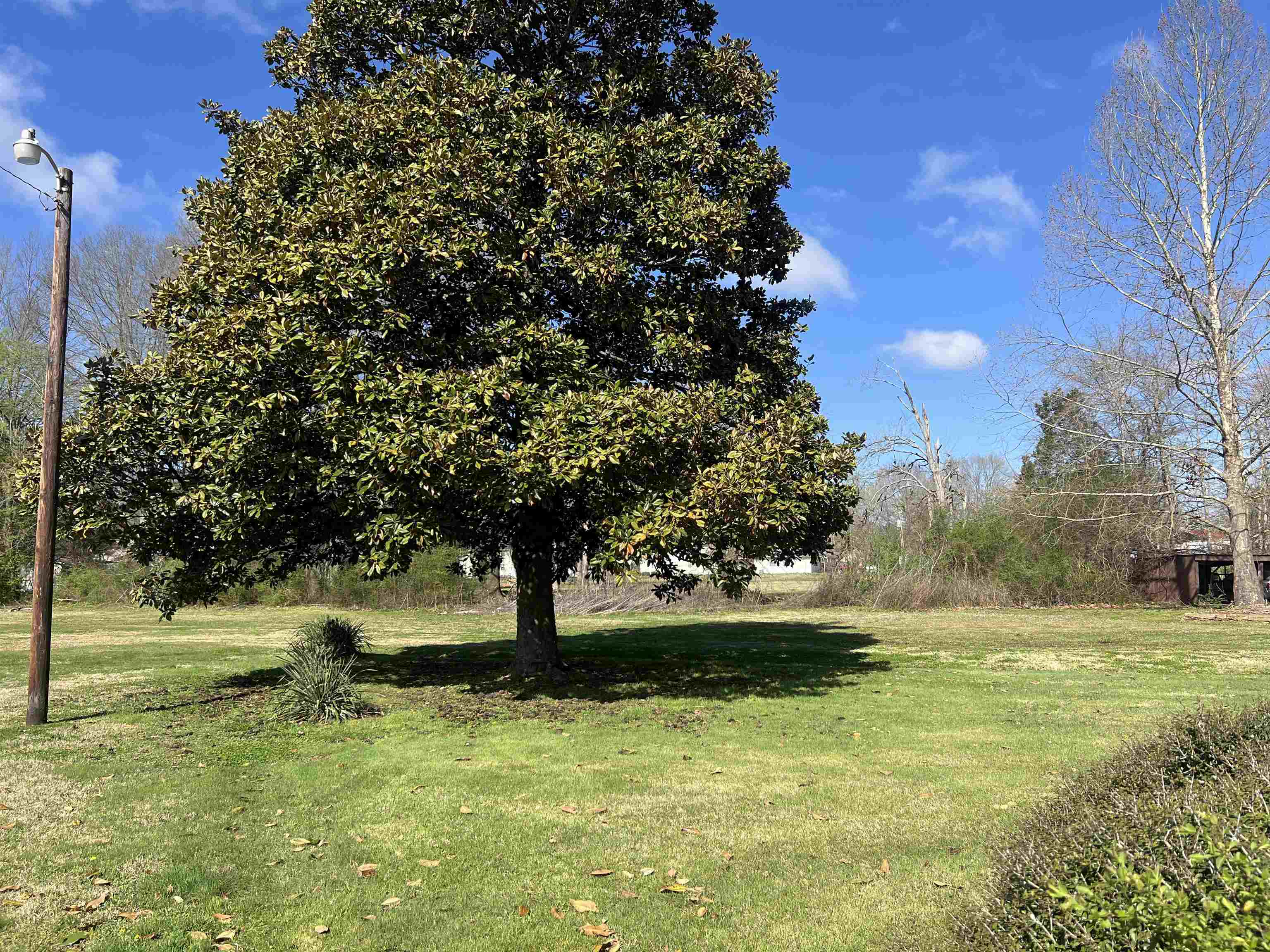 255 North Maple Street Adamsville, TN 38310 - Photo 5 of 17 Gallery Image 5