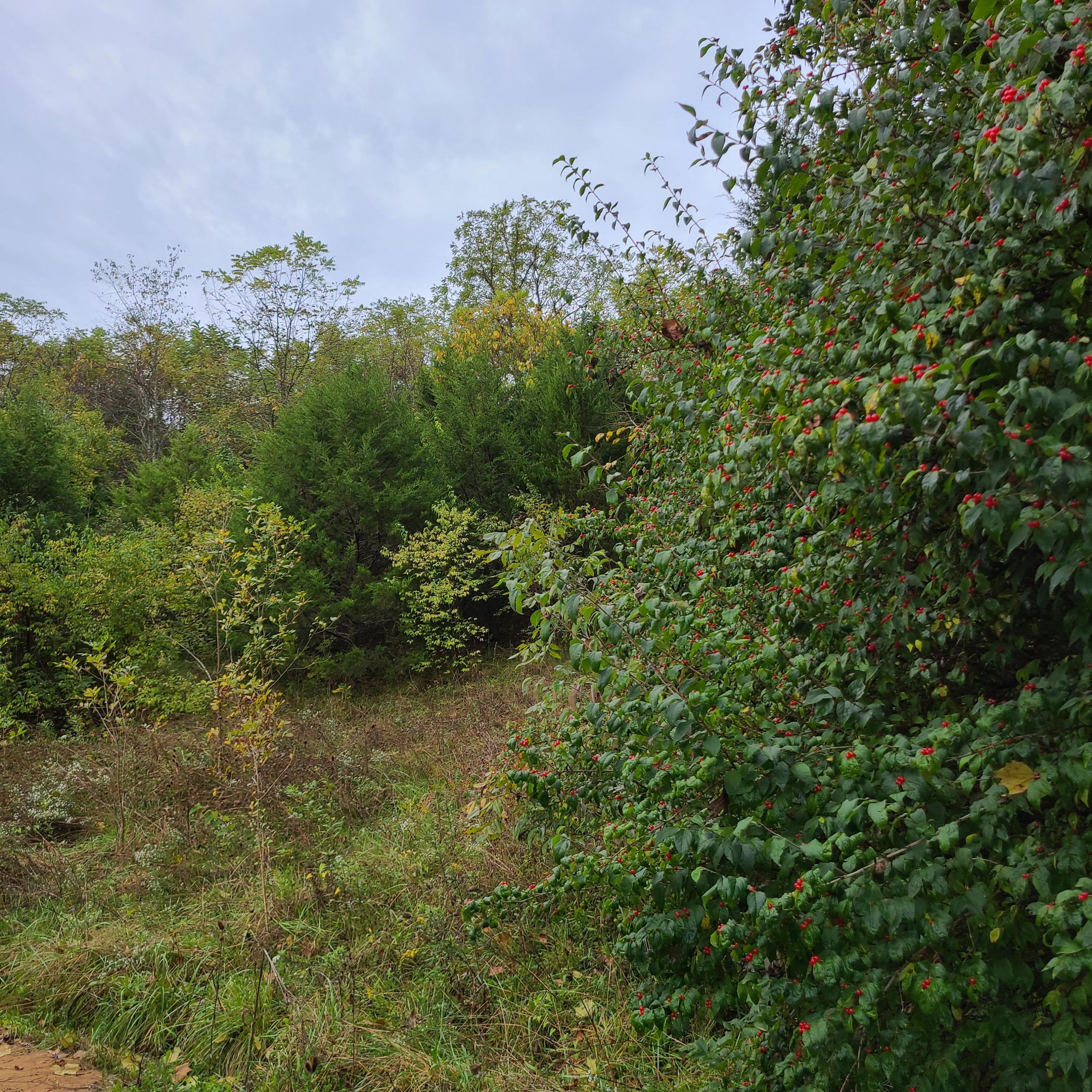 955 Old Ruckerville Road Winchester, KY 40391 - Photo 7 of 10 4