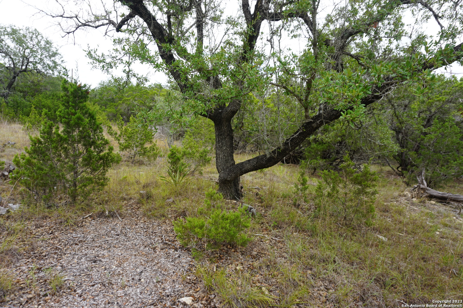 127 Leaders Hill Road Wimberley, TX 78676 - Photo 32 of 43 a view of a forest with trees in the background