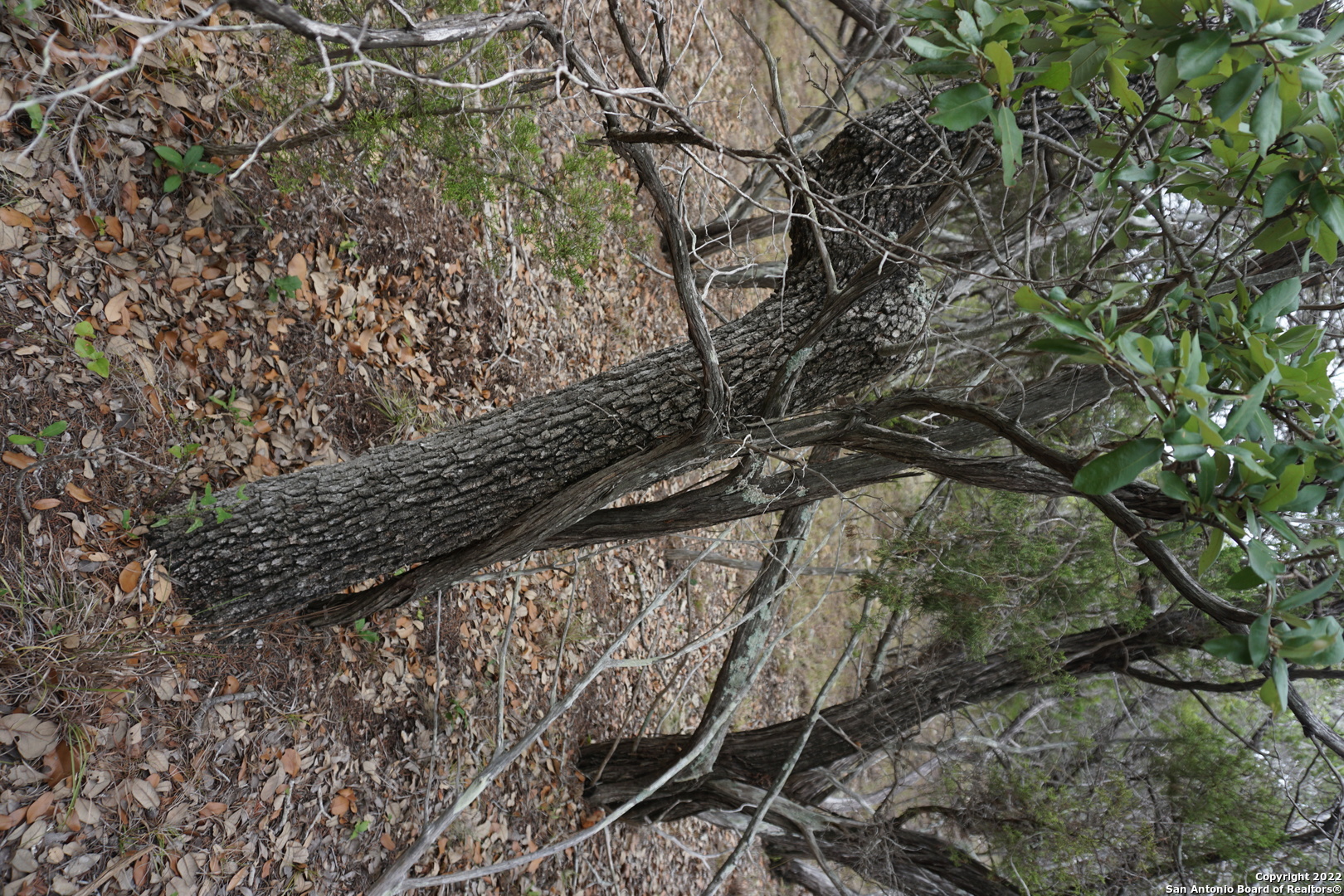 127 Leaders Hill Road Wimberley, TX 78676 - Photo 35 of 43 a view of a forest with plants and trees