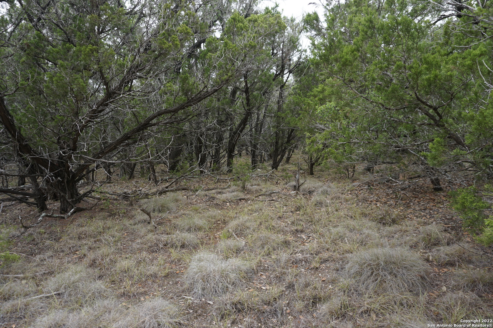 127 Leaders Hill Road Wimberley, TX 78676 - Photo 36 of 43 a view of a forest with trees in the background