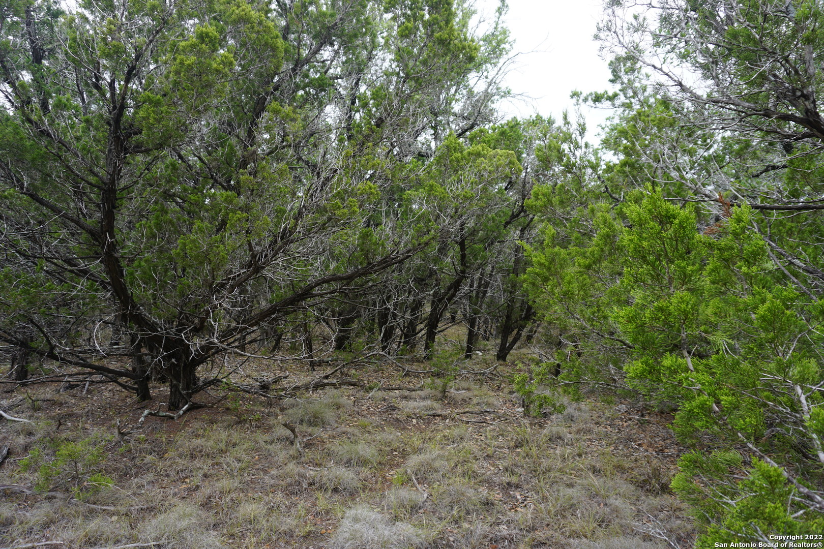 127 Leaders Hill Road Wimberley, TX 78676 - Photo 37 of 43 a view of a forest with trees in the background