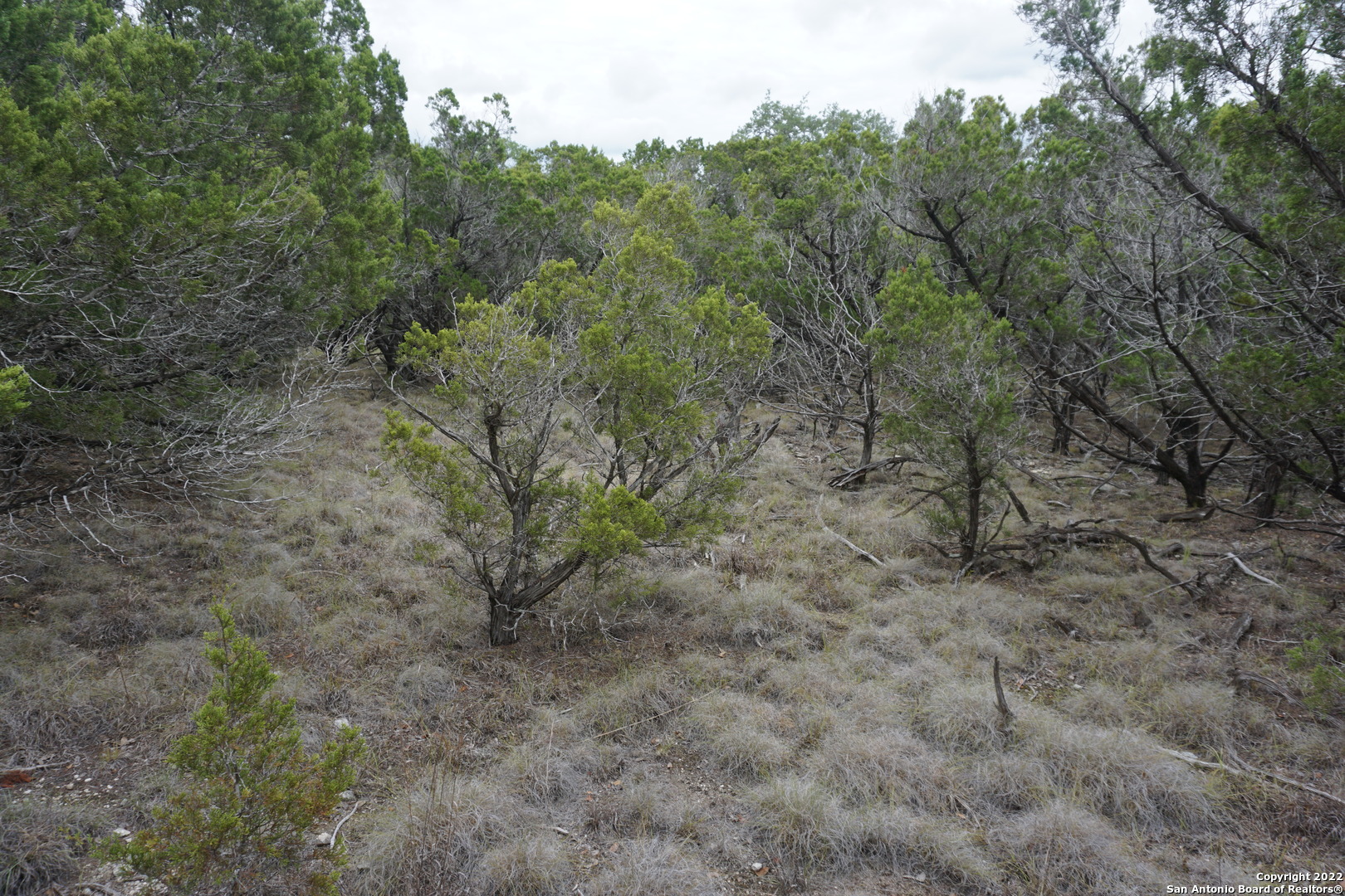 127 Leaders Hill Road Wimberley, TX 78676 - Photo 39 of 43 a view of a forest with trees in the background