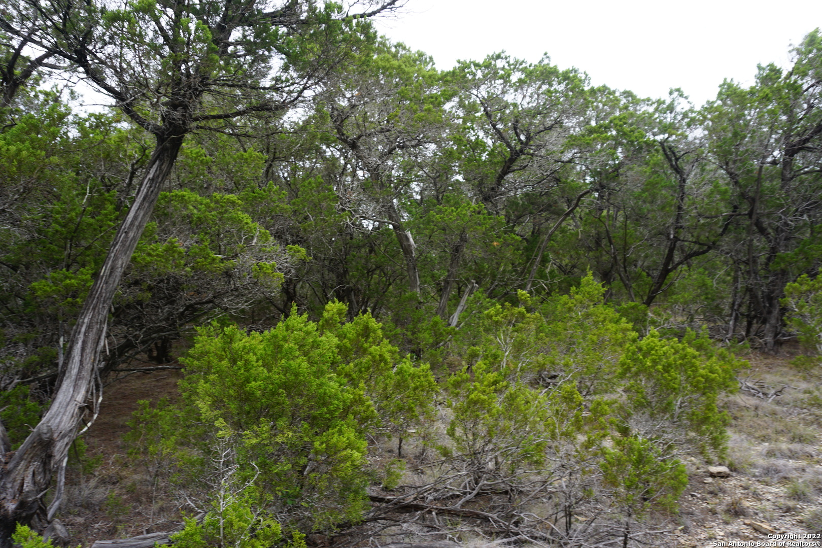 127 Leaders Hill Road Wimberley, TX 78676 - Photo 40 of 43 a view of a forest with lots of trees