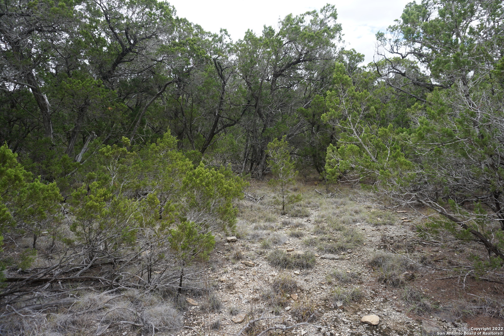 127 Leaders Hill Road Wimberley, TX 78676 - Photo 41 of 43 a view of a forest with trees in the background