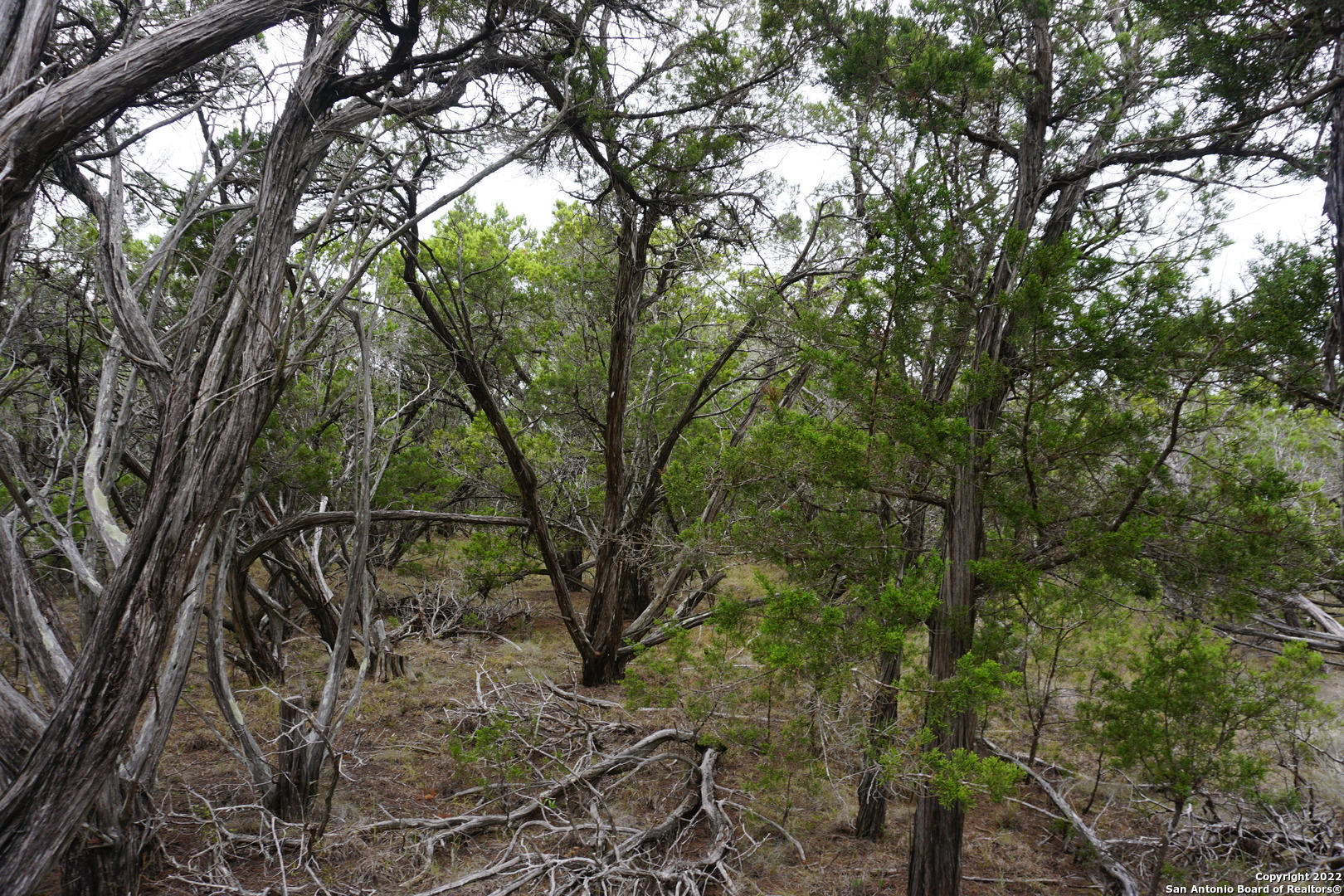 127 Leaders Hill Road Wimberley, TX 78676 - Photo 42 of 43 a view of a forest filled with trees