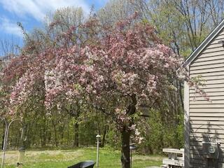 21 Windy Way Waterboro, ME 04087 - Photo 5 of 69 Blooming Tree