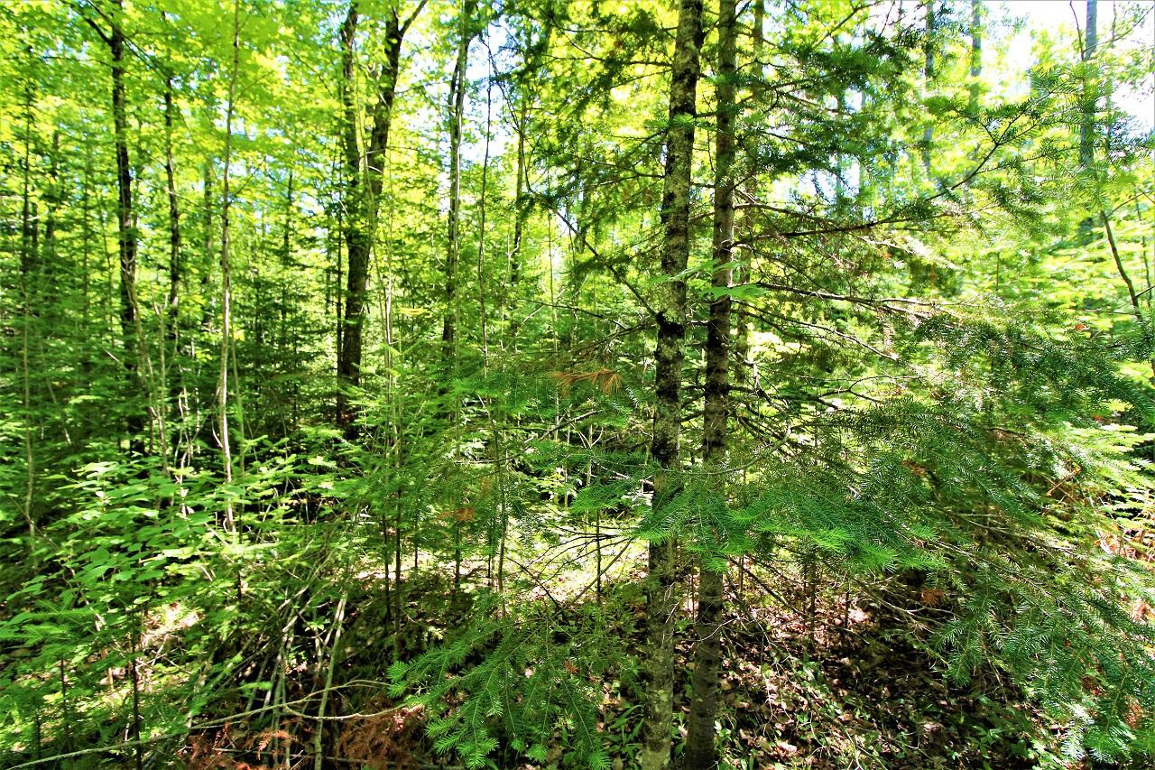 Lot 4 Beaver Lodge Road Mercer, WI 54547 - Photo 9 of 18 Gallery Image 9