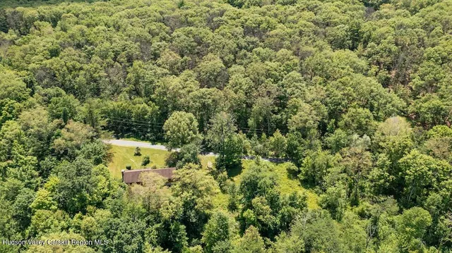 a view of a forest with a tree