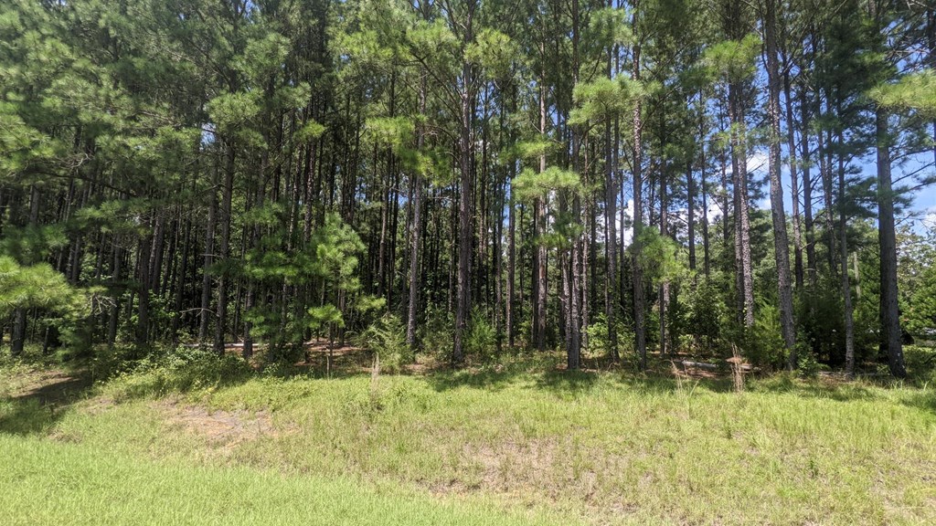 0 Settlement Road Hartford, AL 36344 - Photo 2 of 4