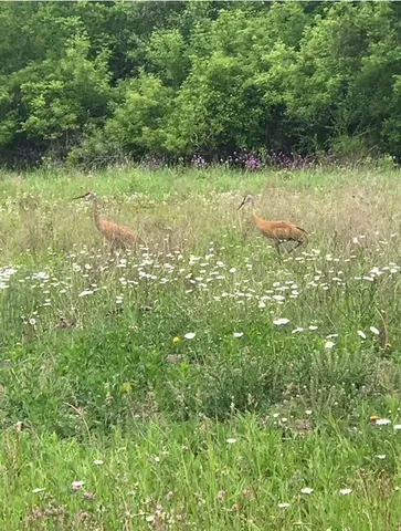 a big yard with lots of green space and deers