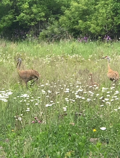 3159 Cuba Road Long Grove, IL 60047 - Photo 4 of 5 a closeup of a lush green forest