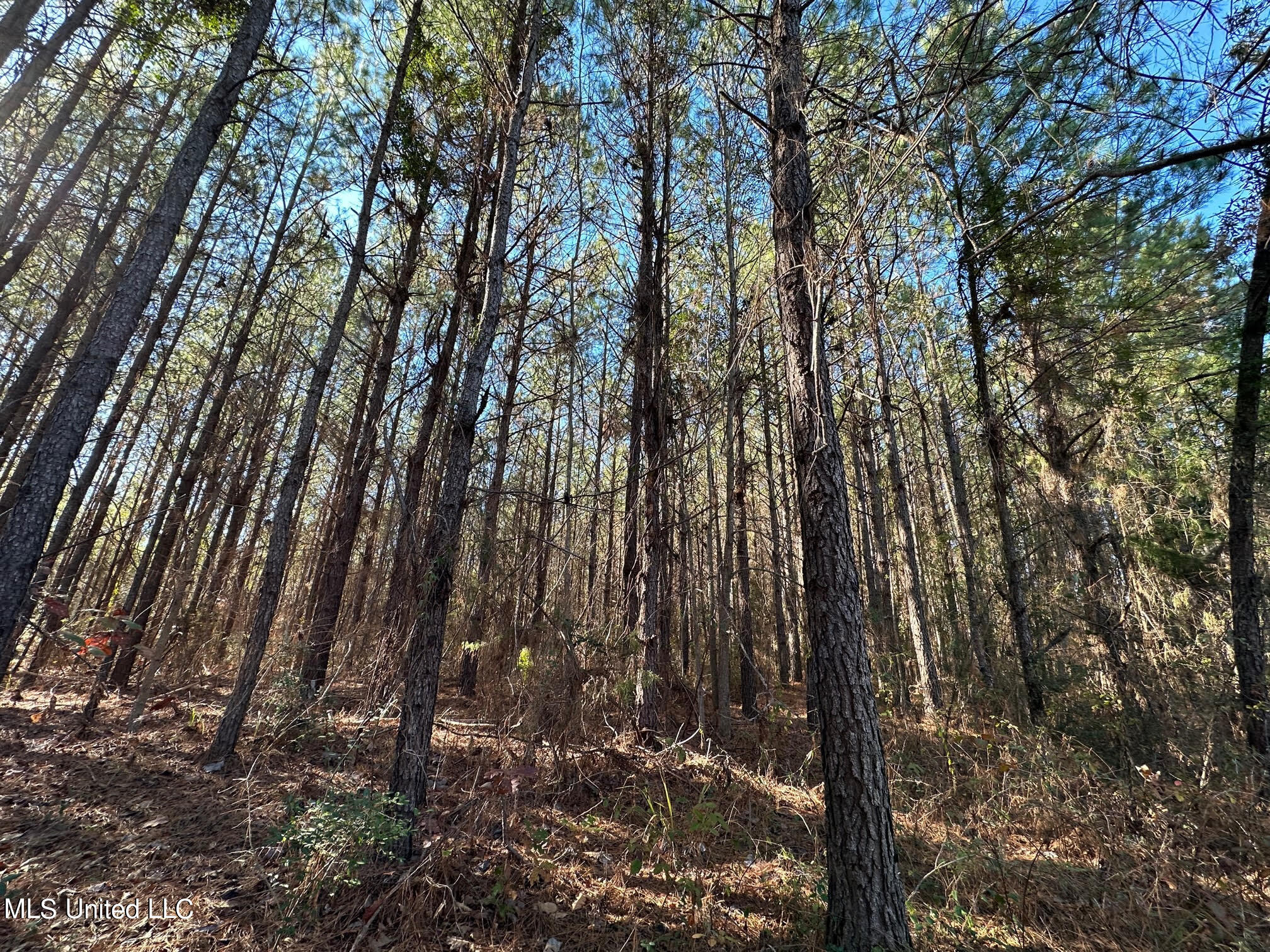 1 Henry Cannon Road Braxton, MS 39044 - Photo 2 of 17 9
