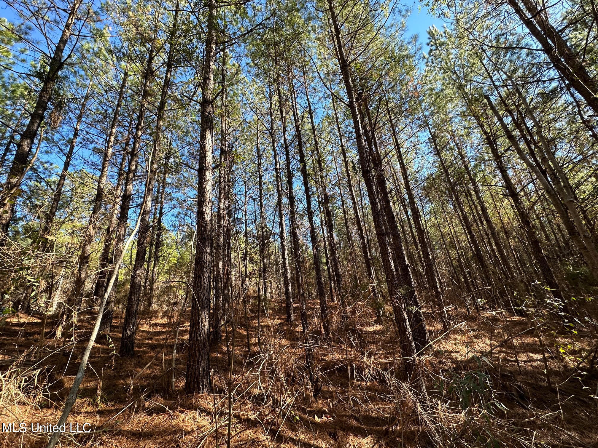 1 Henry Cannon Road Braxton, MS 39044 - Photo 3 of 17 13