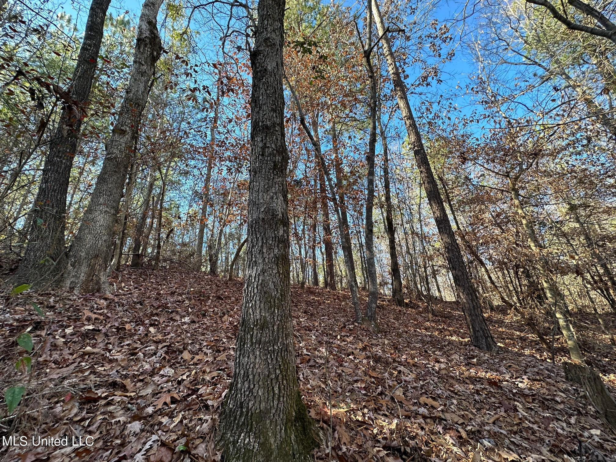 1 Henry Cannon Road Braxton, MS 39044 - Photo 4 of 17 15