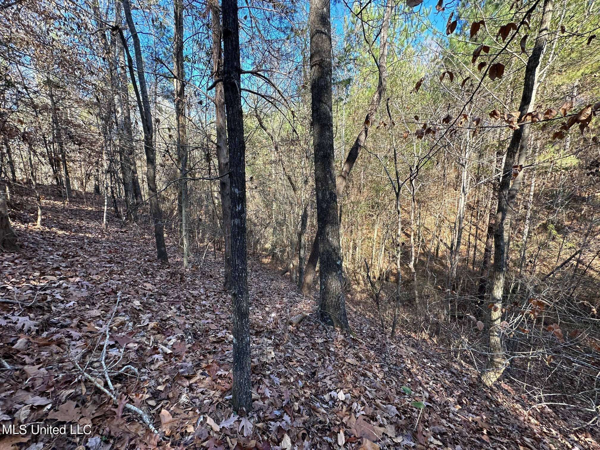 1 Henry Cannon Road Braxton, MS 39044 - Photo 5 of 17 16