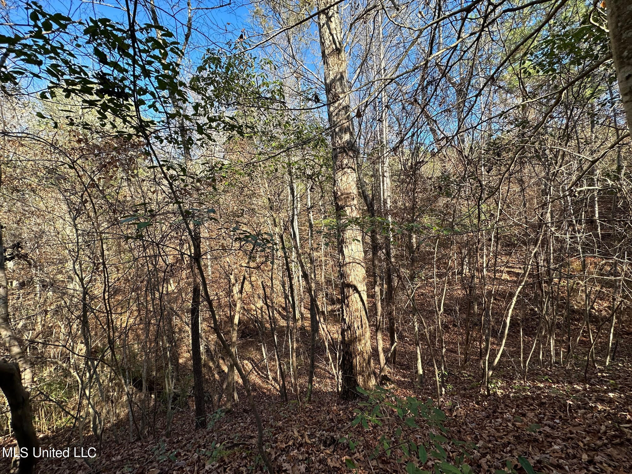 1 Henry Cannon Road Braxton, MS 39044 - Photo 6 of 17 17
