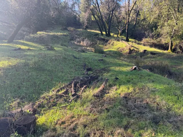 a view of a yard with plants and large trees