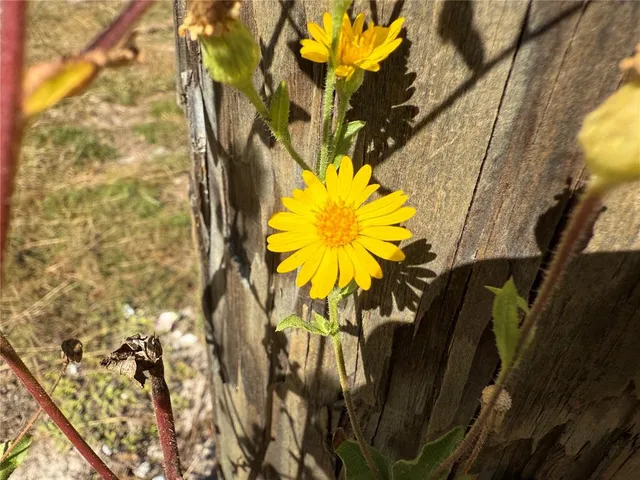 a view of a yard with plants and trees